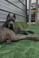 1, a male Cane Corso for sale in Fayetteville, NC – 4 of 9
