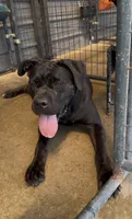Royal, a female Cane Corso for sale in Fayetteville, NC – 3 of 6
