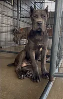 Texas, a male Cane Corso for sale in Fayetteville, NC – 2 of 4