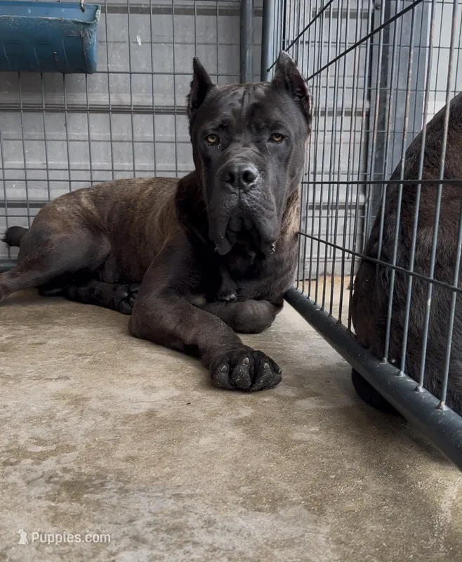 Blue – Cane Corso puppy for sale in Fayetteville, NC