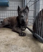 Blue, a male Cane Corso for sale in Fayetteville, NC – 1 of 3