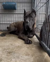 Blue, a male Cane Corso for sale in Fayetteville, NC – 2 of 3