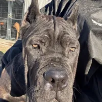 Blue, a male Cane Corso for sale in Fayetteville, NC – Photo 2 of 7