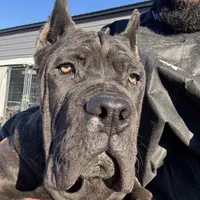 Blue, a male Cane Corso for sale in Fayetteville, NC – Photo 7 of 7