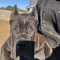 Blue, a male Cane Corso for sale in Fayetteville, NC – Photo 6 of 7