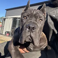 Blue, a male Cane Corso for sale in Fayetteville, NC – Photo 3 of 7