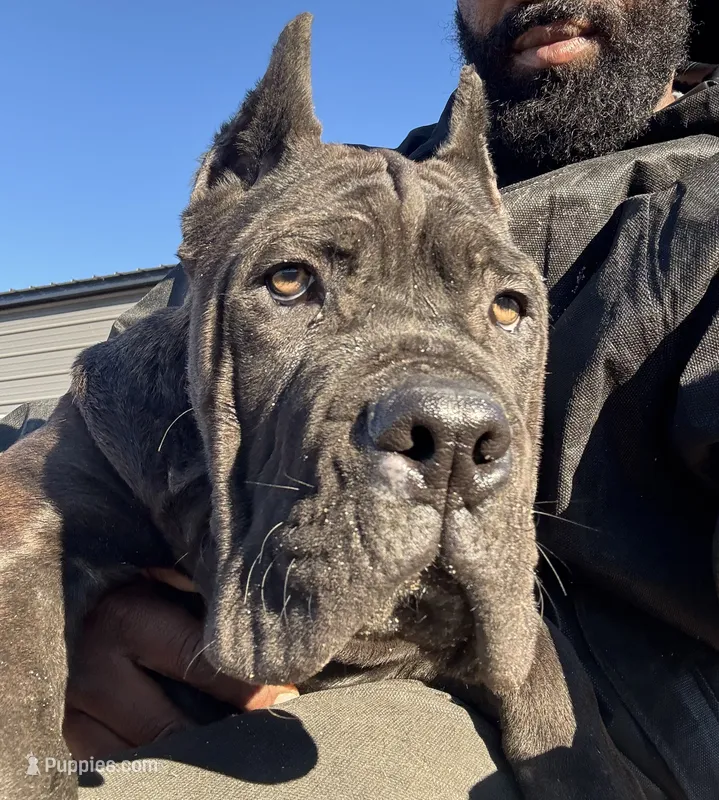 Blue – Cane Corso puppy for sale in Fayetteville, NC