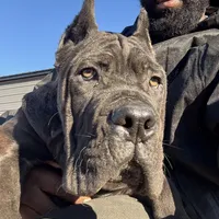 Blue, a male Cane Corso for sale in Fayetteville, NC – Photo 1 of 7