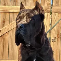 Blue, a male Cane Corso for sale in Fayetteville, NC – 2 of 7