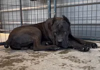 Blue, a male Cane Corso for sale in Fayetteville, NC – Photo 2 of 3
