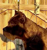 Blue, a male Cane Corso for sale in Fayetteville, NC – 3 of 7