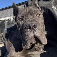 Blue, a male Cane Corso for sale in Fayetteville, NC – Photo 4 of 7