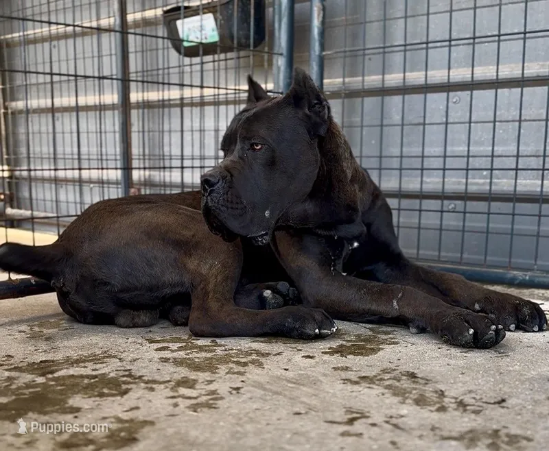 Blue – Cane Corso puppy for sale in Fayetteville, NC