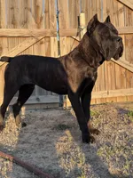 Blue, a male Cane Corso for sale in Fayetteville, NC – 4 of 7