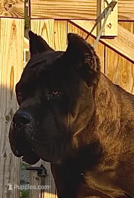 Blue – Cane Corso puppy for sale in Fayetteville, NC