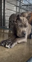1, a male Cane Corso for sale in Fayetteville, NC – 8 of 9