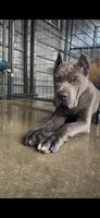 1, a male Cane Corso for sale in Fayetteville, NC – 6 of 9