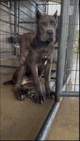 Texas, a male Cane Corso for sale in Fayetteville, NC – 3 of 4