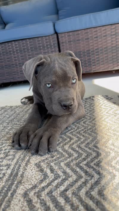 3, a female Cane Corso for sale in Fayetteville, NC – 4 of 4