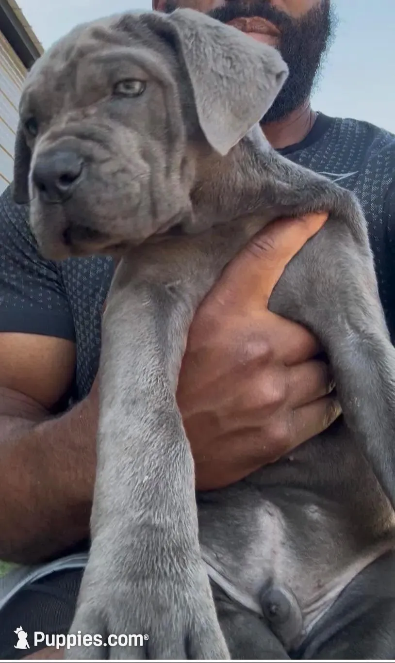 1, a male Cane Corso for sale in Fayetteville, NC – 1 of 6