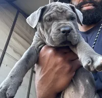 1, a male Cane Corso for sale in Fayetteville, NC – Photo 7 of 10