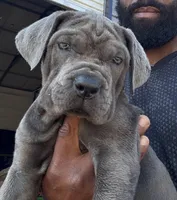 1, a male Cane Corso for sale in Fayetteville, NC – 4 of 6