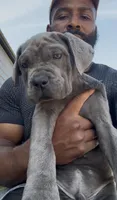 1, a male Cane Corso for sale in Fayetteville, NC – 2 of 6