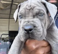 1, a male Cane Corso for sale in Fayetteville, NC – Photo 1 of 10