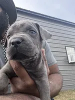 1, a male Cane Corso for sale in Fayetteville, NC – Photo 3 of 4