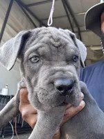 1, a male Cane Corso for sale in Fayetteville, NC – Photo 2 of 10