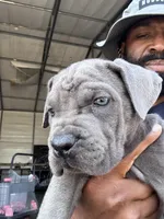 1, a male Cane Corso for sale in Fayetteville, NC – Photo 3 of 10