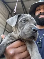 1, a male Cane Corso for sale in Fayetteville, NC – Photo 4 of 10