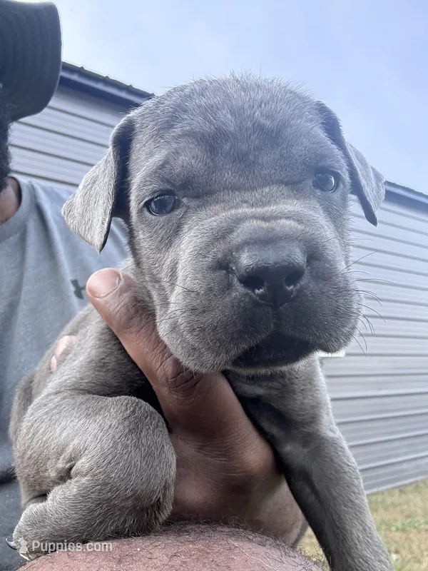 1 – Cane Corso puppy for sale in Fayetteville, NC
