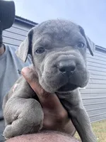 1, a male Cane Corso for sale in Fayetteville, NC – Photo 1 of 4