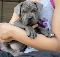 1, a male Cane Corso for sale in Fayetteville, NC – Photo 5 of 10