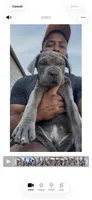 1, a male Cane Corso for sale in Fayetteville, NC – 6 of 6