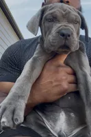1, a male Cane Corso for sale in Fayetteville, NC – 3 of 6