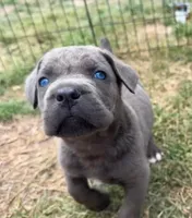 1, a male Cane Corso for sale in Fayetteville, NC – Photo 4 of 4