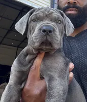 1, a male Cane Corso for sale in Fayetteville, NC – 5 of 6