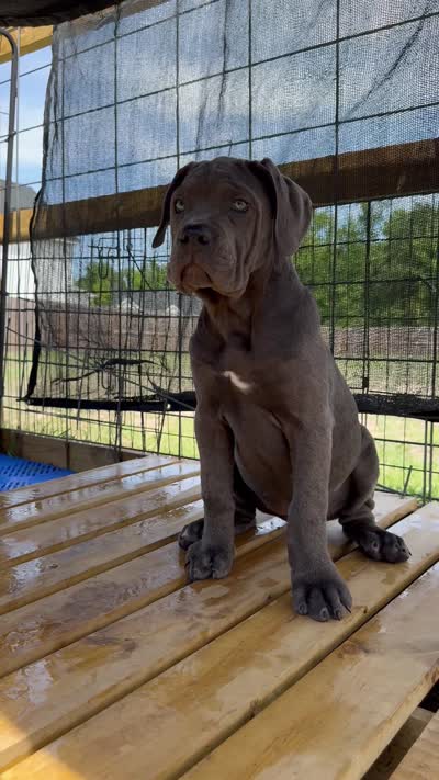 4, a female Cane Corso for sale in Fayetteville, NC – 4 of 4