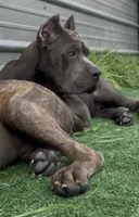 1, a male Cane Corso for sale in Fayetteville, NC – 1 of 9