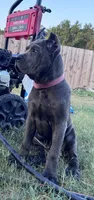 1, a male Cane Corso for sale in Fayetteville, NC – 2 of 5