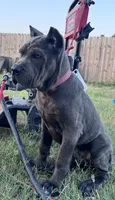 1, a male Cane Corso for sale in Fayetteville, NC – 5 of 5