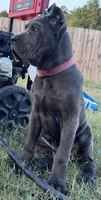 1, a male Cane Corso for sale in Fayetteville, NC – 4 of 5