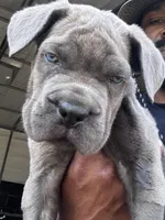 2, a male Cane Corso for sale in Fayetteville, NC – Photo 3 of 10
