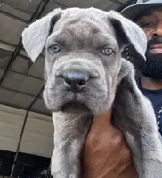 2, a male Cane Corso for sale in Fayetteville, NC – Photo 2 of 10