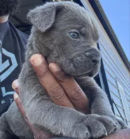 2, a male Cane Corso for sale in Fayetteville, NC – Photo 4 of 4