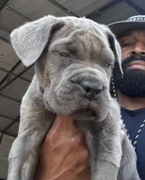 2, a male Cane Corso for sale in Fayetteville, NC – Photo 4 of 10