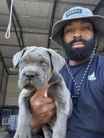 2, a male Cane Corso for sale in Fayetteville, NC – Photo 10 of 10