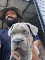 2, a male Cane Corso for sale in Fayetteville, NC – Photo 9 of 10